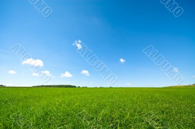 fresh green grass with bright blue sky