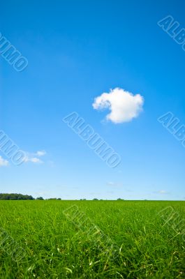 fresh green grass with bright blue sky