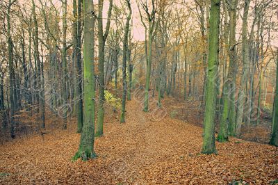 mystic autumn forest