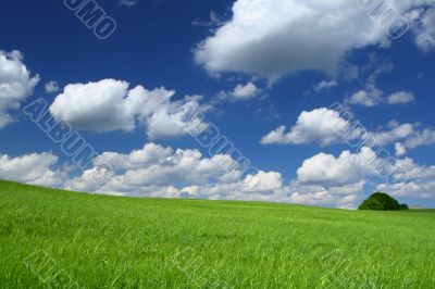 summer field