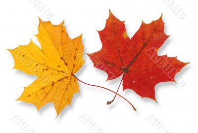 two maple leaves