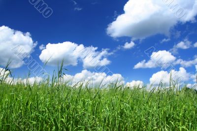 summer field