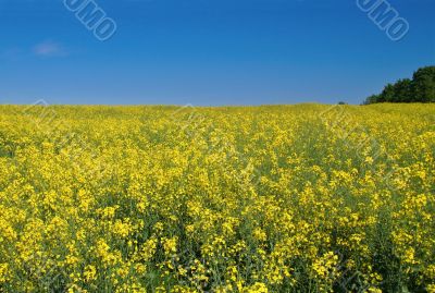 bright canola field