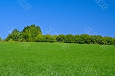 bright meadow