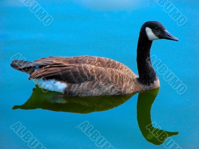 Goose in the blue water