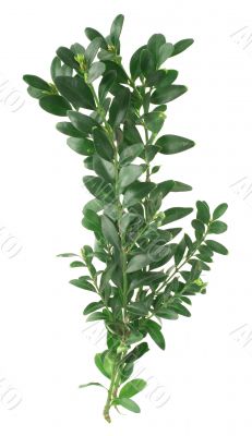 bunch of box twigs