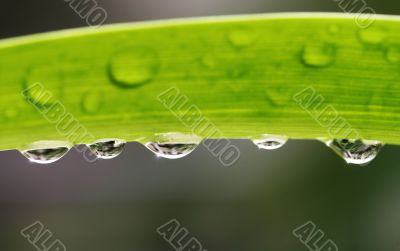 Leaf With Waterdrops