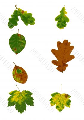autumn leaves