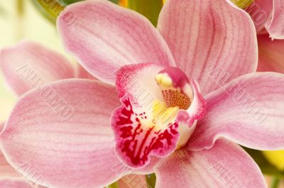 colorful orchids