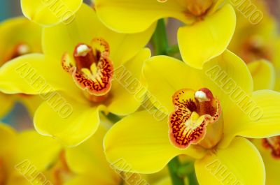 colorful orchids