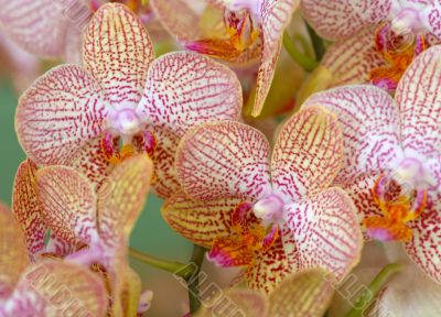 colorful orchids