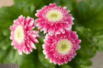 colorful springtime flowers