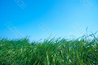 grass and a blue sky
