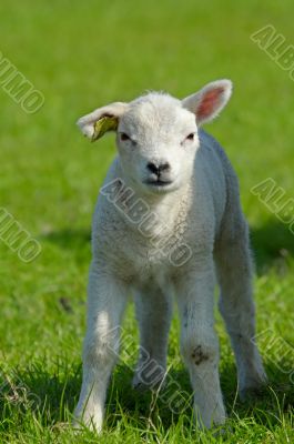 cute lamb in spring