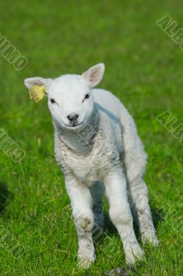 cute lamb in spring