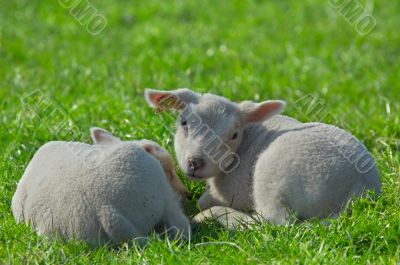 cute lambs on green grass