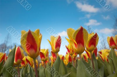tulips in spring