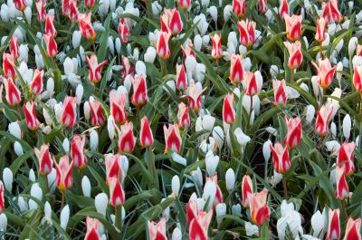flowerbed in spring
