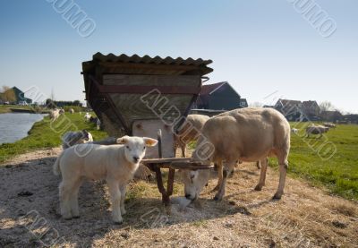 sheep and cute lamb in spring