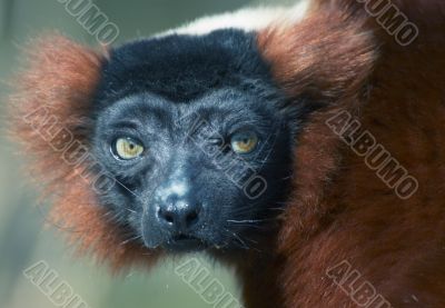 red ruffed lemur