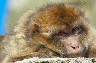 portrait of a barbary ape