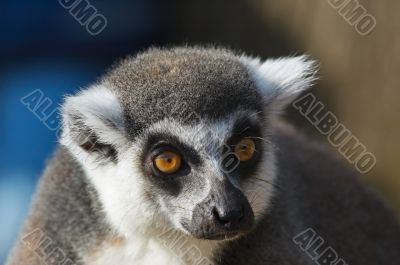 portrait of a ring-tailed lemur