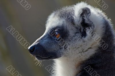 portrait of a ring-tailed lemur