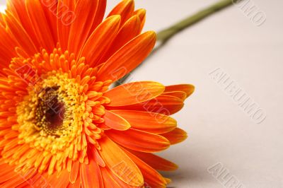 Orange flower on a background