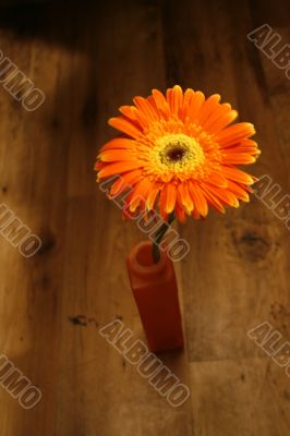 Orange gerbera