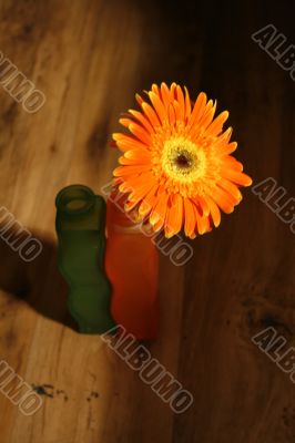 gerbera and two vases