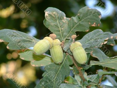 Autumn acorns