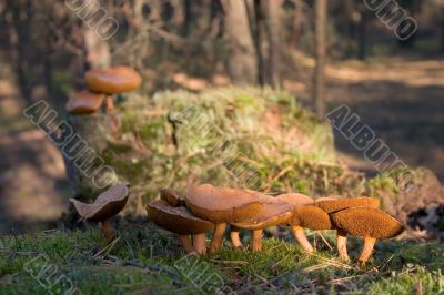 mossiness mushroom