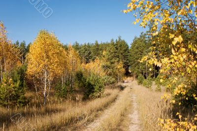 autumn forest and road