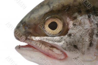 fish head