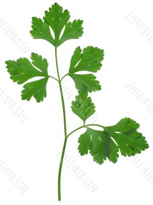 parsley sprig