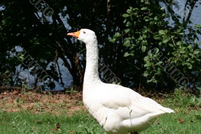 Snow White Goose