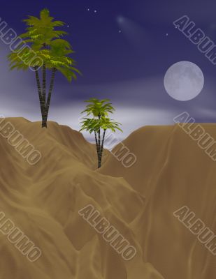 Desert night