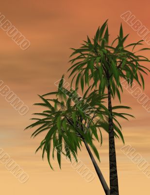 Tropical sunset