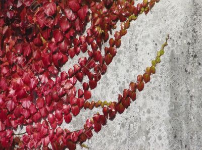 Red leaves on a wall