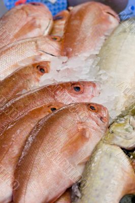  RED SNAPPER -FISH MARKET