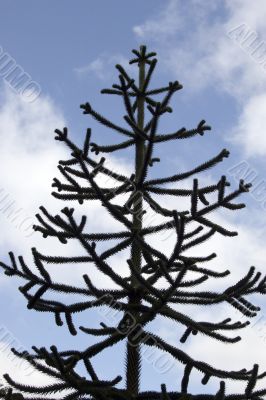 Monkey puzzle tree