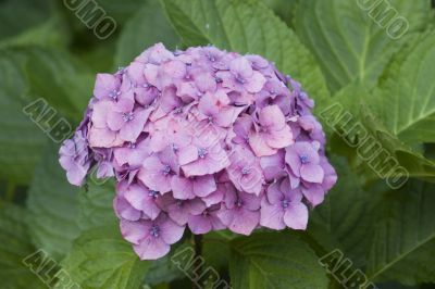 Hydrangea