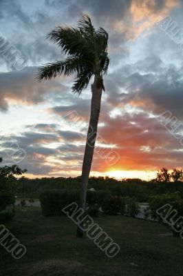 Palm tree on a sunset