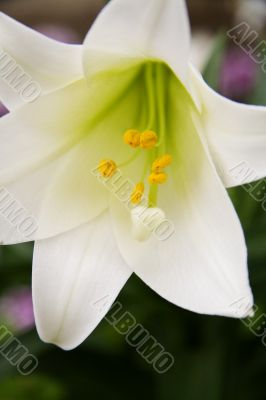 white flowers