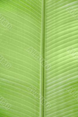 Palm leaf