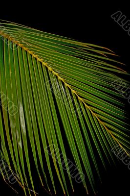 palm leaf