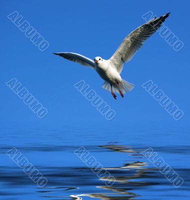 flying seagull over water