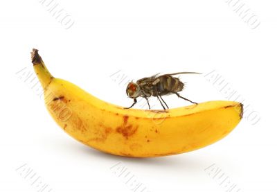 bug sitting on banana