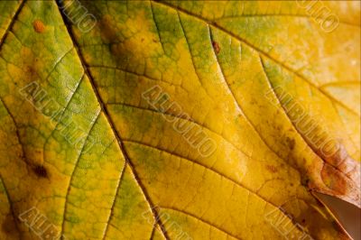 Leaf closeup