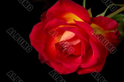 Rose on black